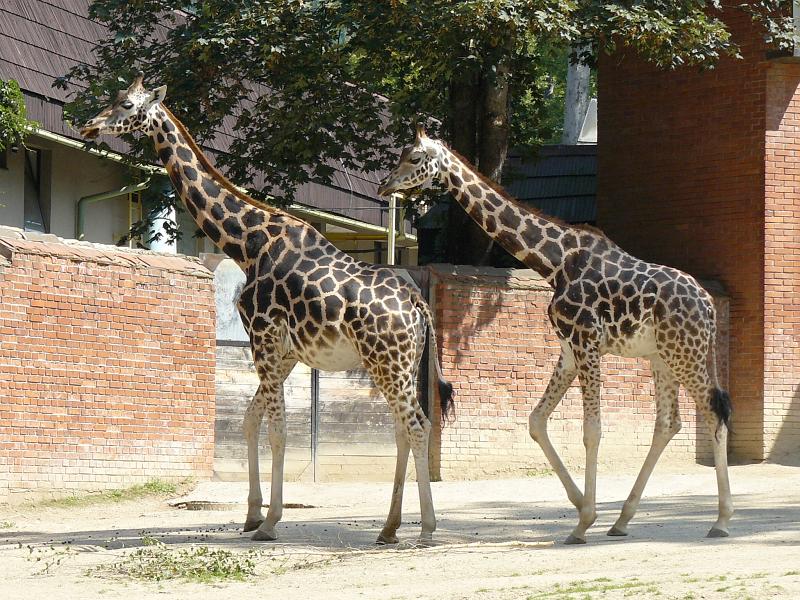 Žirafa (Giraffa camelopardalis)1