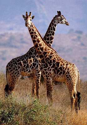 giraffen