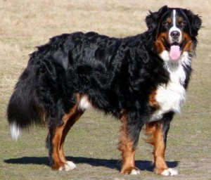 berner-sennenhund