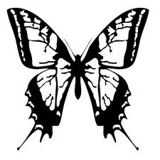 motyl4